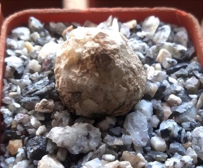 Conophytum burgeri