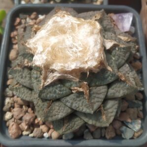 Ariocarpus intermedius,Koehres