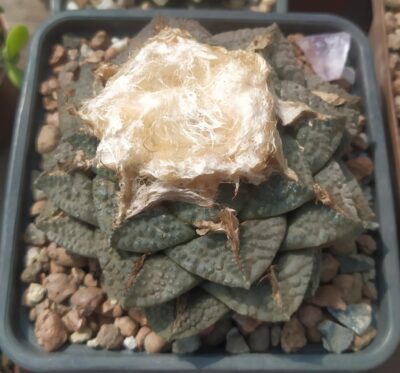 Ariocarpus intermedius,Koehres