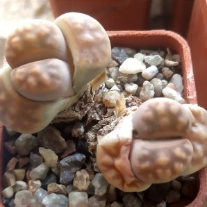 lithops lateritia