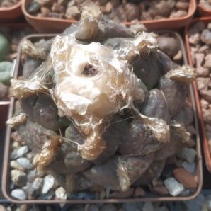 Ariocarpus lloydii,Koehres