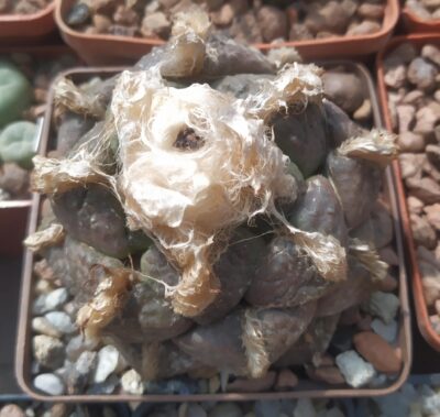 Ariocarpus lloydii,Koehres