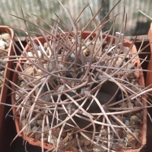 gymnocalycium gyanchinense x catamarcense