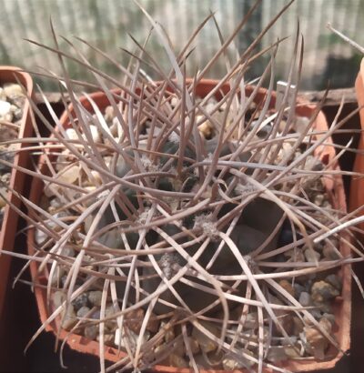 gymnocalycium gyanchinense x catamarcense