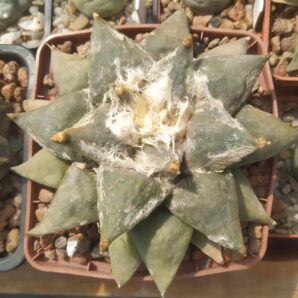 Ariocarpus retusus,Huizache,SLP. Pavlichek 93.32