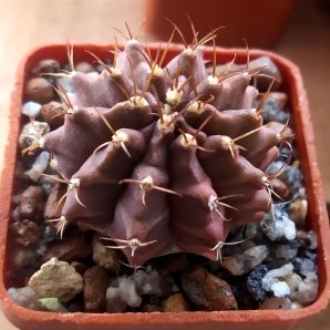 Gymnocalycium mihanovichii f.variegata