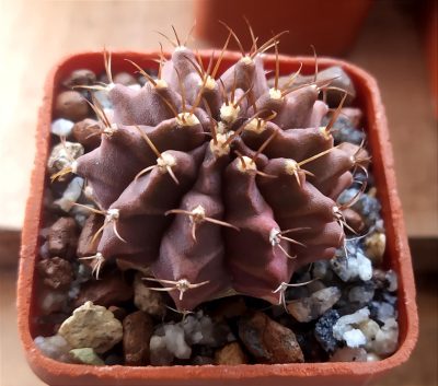 Gymnocalycium mihanovichii f.variegata