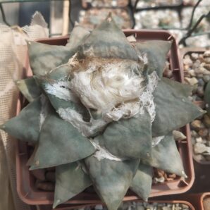 Ariocarpus retusus,Sedivy 93.92