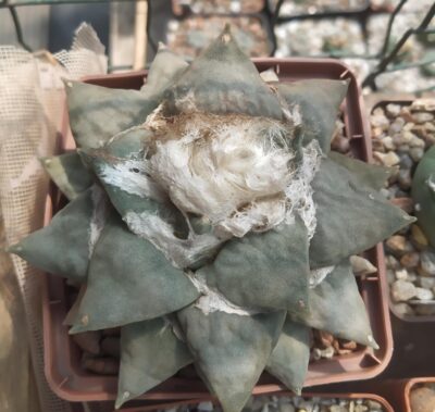 Ariocarpus retusus,Sedivy 93.92