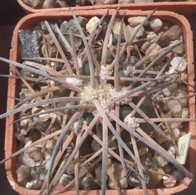 gymnocalycium spegazzinii VS118
