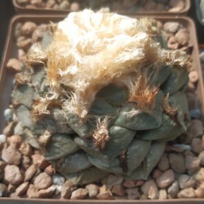 Ariocarpus lloydii,Koehres