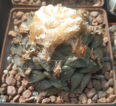 Ariocarpus lloydii,Koehres