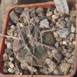 gymnocalycium armatum MS 375