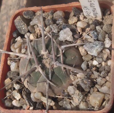 gymnocalycium armatum MS 375
