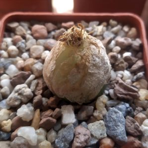 Conophytum burgeri