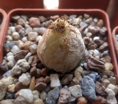 Conophytum burgeri