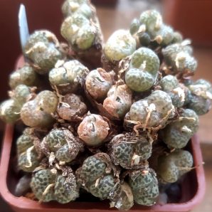 Conophytum pellucidum var.neohallii