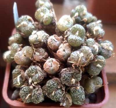 Conophytum pellucidum var.neohallii