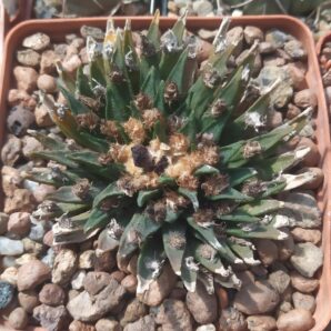 Ariocarpus agavoides
