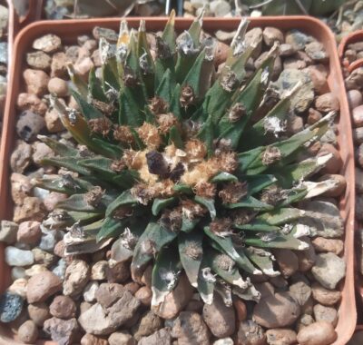 Ariocarpus agavoides