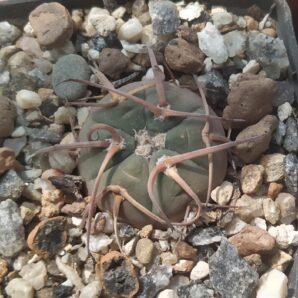 gymnocalycium armatum LF596