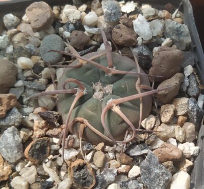 gymnocalycium armatum LF596
