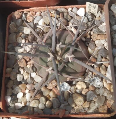 gymnocalycium armatum MS1482