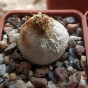 Conophytum burgeri