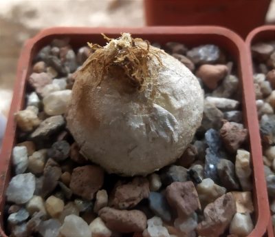 Conophytum burgeri