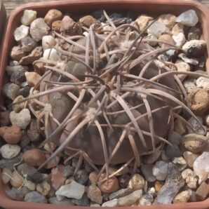 gymnocalycium spegazzinii major,Piltz