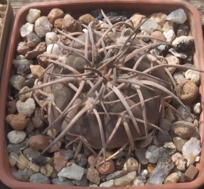 gymnocalycium spegazzinii major,Piltz