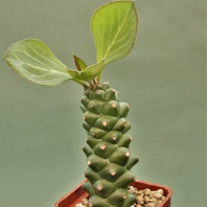 monadenium-ritchiei.