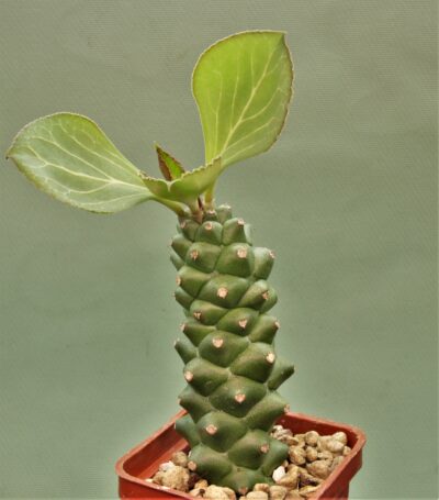 monadenium-ritchiei.