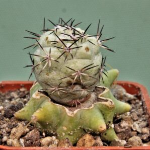 ortegocactus-macdougallii-3