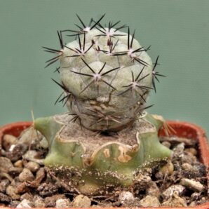 ortegocactus-macdougallii-5