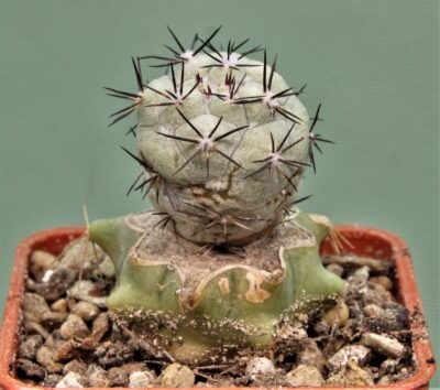 ortegocactus-macdougallii-5