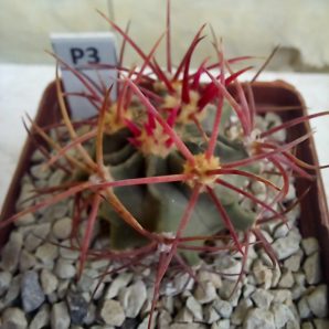 Echinocactus parryi SB 59