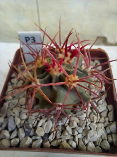 Echinocactus parryi SB 59