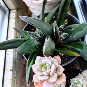 Gasteria nigricans f. monstrosa