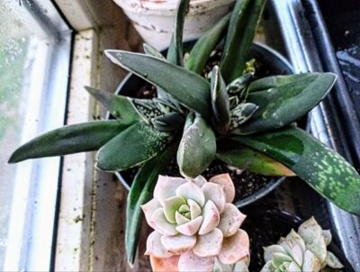 Gasteria nigricans f. monstrosa