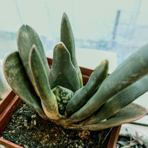 Gasteria nigricans f. monstrosa