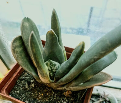 Gasteria nigricans f. monstrosa