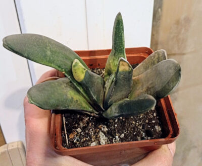 Gasteria nigricans f. monstrosa