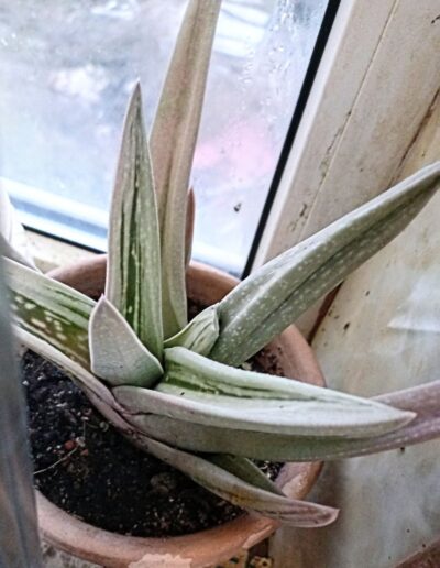 Gasteria cv. 'Green ice'