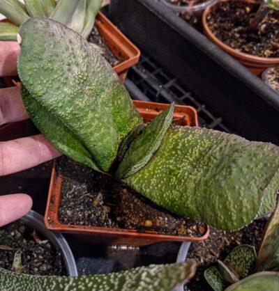 Gasteria batesiana 'Barberton'