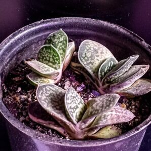 Gasteria gracilis var. minima