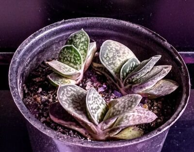 Gasteria gracilis var. minima