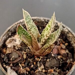 Gasteria carinata var. verrucosa