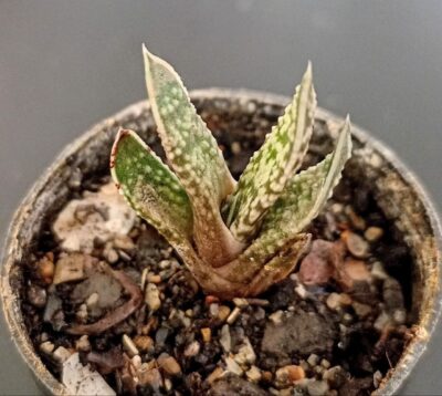 Gasteria carinata var. verrucosa