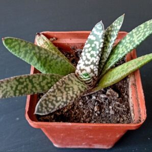 Gasteria carinata 'Snowstorm'
